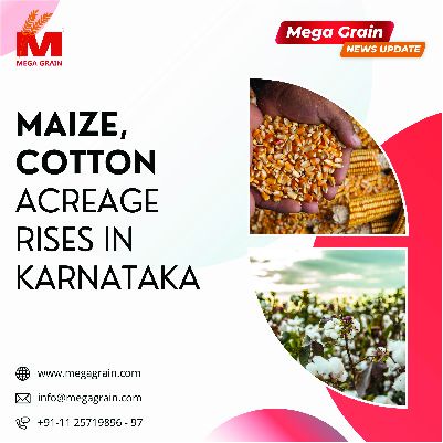 Maize, cotton area continues to rise in Karnataka