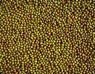 Green Mung Beans