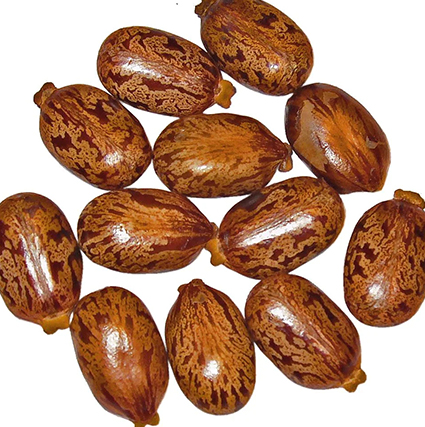 Castor Seeds